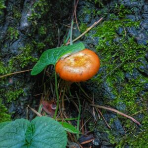 Mushroom Pickle